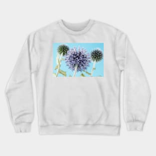 Echinops bannaticus  'Blue Globe'  Globe thistle Crewneck Sweatshirt